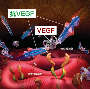 図2：抗VEGFがVEGFを抑え込んでいる